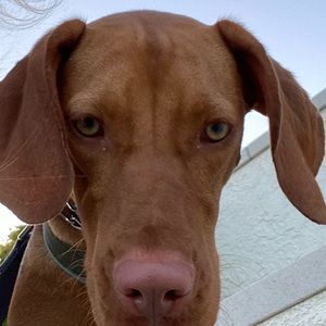 Meet your Posher, Mia